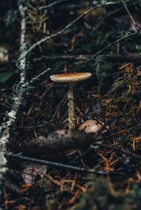Grybas. A.Medeiros/Pexels.com nuotr.