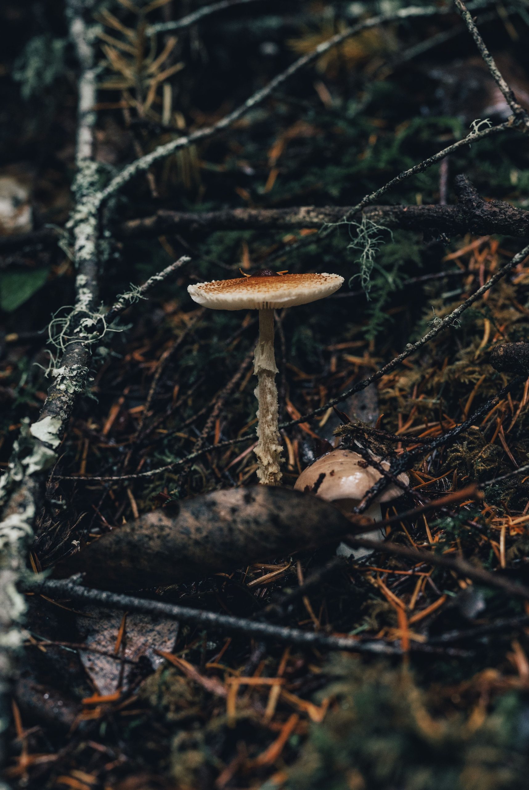 Grybas. A.Medeiros/Pexels.com nuotr.